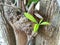 Young leave on dried tree trunk.