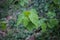 Young leaves of Acer tataricum - Tatarian maple