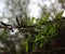 Young leaves of alder in spring, last year`s beautiful inflorescences,blurred background bokeh