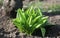 Young leaves of Allium ursinum in spring. Bear garlic has great healing abilities and contains many valuable substances and