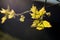 Young leaves of american maple in back color on a dark background