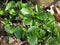 Young leaves of Arum maculatum var. immaculatum