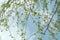 Young leaves on the birch tree in early spring on blue sky background