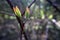 Young leaves on a branch in spring macro photography on a forest background with copy space as background