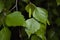 Young leaves and catkins of birch