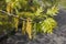 Young leaves and catkins of northern red oak