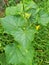 Young leaves cucumber shrub in the garden closeup