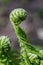 Young leaves of the fern in the early spring