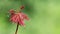 Young leaves of Japanese maple. Acer palmatum