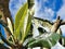 Young leaves of the loquat tree  Eriobotrya japonica  early in sprint. This species of orange plum is found in Japan, Korea,