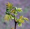 Young leaves of Rhus chinensis