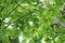 The young leaves of the teak tree Dark green and light green on a teak tree in the tropical forest, optional focus