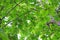 The young leaves of the teak tree Dark green and light green on a teak tree in the tropical forest, optional focus