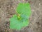 Young leaves and tendril of cucumber. Cucumber plant. The plants in the greenhouse non-GMO, vegetarian food, close up, top view