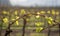 young leaves in the vineyard in the spring.