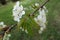 Young leaves and white flowers of cherry