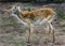 Young lechwe waterbuck 1