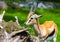 Young lechwe waterbuck