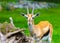 Young lechwe waterbuck