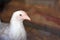 Young Leghorn hen portrait