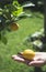 Young lemon tree and fruit