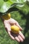 Young lemon tree and fruit