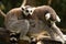 Young lemur with its mum