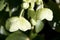 Young lenten rose flower after rain