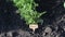 A young lentil  plant seedling, sunlit in close up, growing outdoors in an garden.