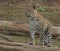 A young leopard cub walking on a wet sandy floor with sunlight.