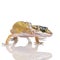 Young Leopard gecko - Eublepharis macularius