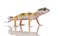 Young Leopard gecko - Eublepharis macularius