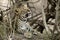 Young leopard in Serengeti, Tanzania