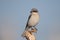 A young lesser gray shrike Lanius minor