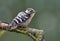 Young Lesser spotted woodpecker back view perched on small stick