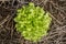 Young lettuce grow in the garden field