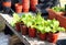 Young lettuce plants in pots.