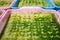 Young lettuce seedlings in a pink nursery tray