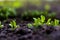 Young lettuce sprouts grow in the soil. Home gardening. Healthy Organic Vegetables. Blurred green and dark gray