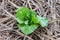 Young lettuce sprouts planted in soil