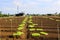 Young lettuces on farm