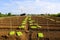 Young lettuces on farm