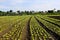 Young lettuces on farm