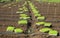 Young lettuces on farm