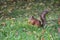 A young light brown squirrel