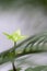 Young light green colored houseplant leaf. indoor tropical palm plant. dramatic mystery light.concept nature,vitality, growth and