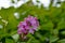 A young lilac blossomed among green leaves in spring