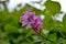 A young lilac blossomed among green leaves in spring