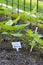 Young Lima Beans Growing in Garden