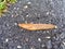 Young Limax on concrete pathwalk.